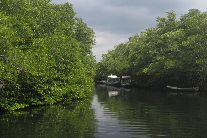 1 Hour Mangrove Tour From Lembongan with Kayak, Paddle, or Boat - Paddling into Nusa Lembongan’s mangroves