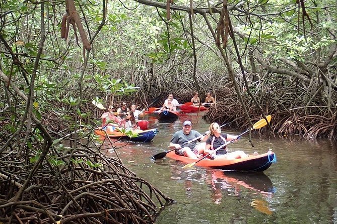 1 Hour Mangrove Tour From Lembongan with Kayak, Paddle, or Boat - Why the mangrove setting matters