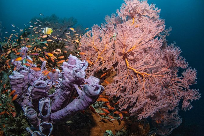 2 Days Discover Scuba Diving in Nusa Lembongan - Scuba Initiation - Learning to breathe underwater in two steady stages