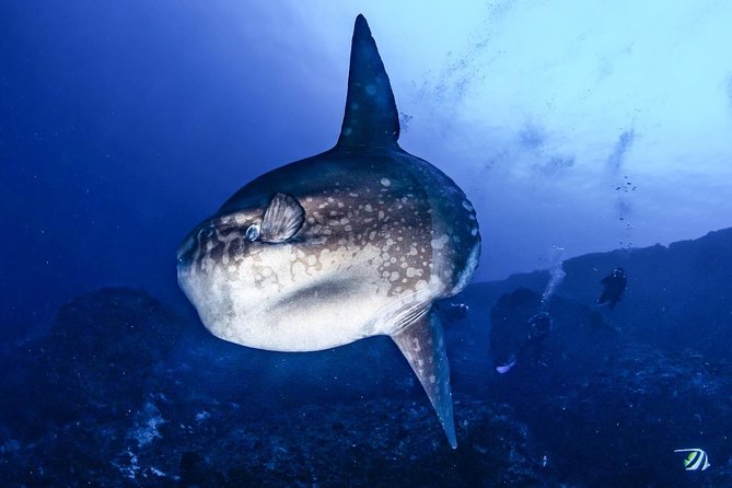 2 Days Discover Scuba Diving in Nusa Lembongan - Scuba Initiation - Understanding the listed stops around Lembongan
