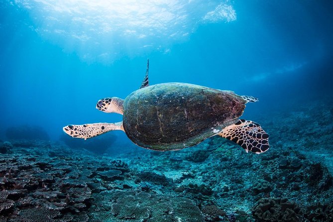 2 Days Discover Scuba Diving in Nusa Lembongan - Scuba Initiation - What is included, and what you still pay for