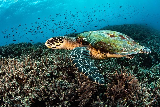 2 Days Discover Scuba Diving in Nusa Lembongan - Scuba Initiation - Photos, videos, and the limits of a first course