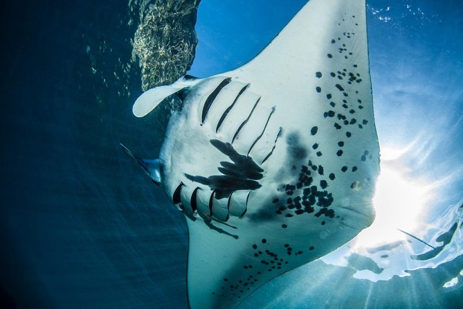 2 Days Discover Scuba Diving in Nusa Lembongan - Scuba Initiation - Manta Point: a shallow encounter with large rays