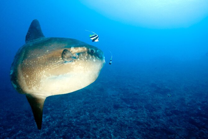 2 or 3 dives in Nusa Lembongan and Penida, for certified diver (in Lembongan) - Crystal Bay and the chance of mola mola