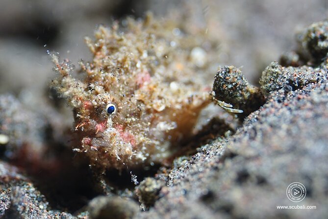 2 or 3 dives in Nusa Lembongan and Penida, for certified diver (in Lembongan) - Gamat Bay and the third-stop option