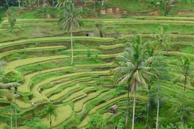 3 Days Sightseeing to the Famous Place in Bali - Day 3: Bedugul Market and Lake Beratan