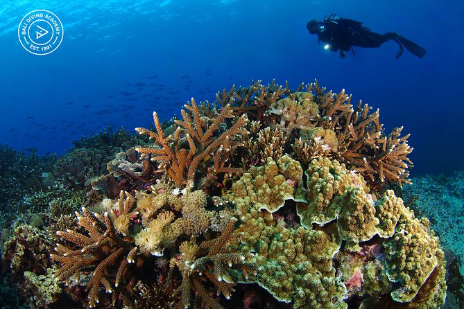 3 Epic Dives in Nusa Penida - Certified Divers' Day Trip - Who should book this trip?