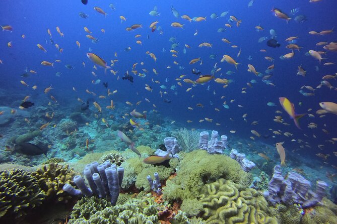 3 Epic Dives in Nusa Penida - Certified Divers' Day Trip - Speedboat travel to the island