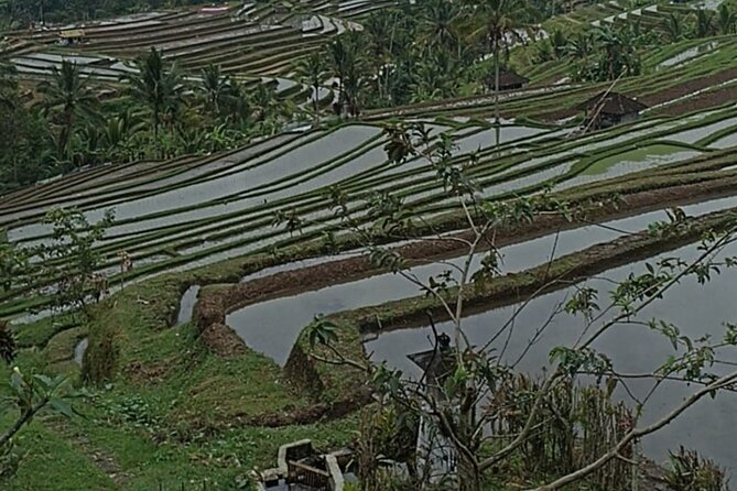 4-Hour Private Tour in Jatiluwih Terraces and Butterfly Park - Penatahan Hot Spring for a slower finish