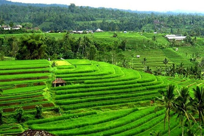 4-Hour Private Tour in Jatiluwih Terraces and Butterfly Park - What the driver-guide adds to the day