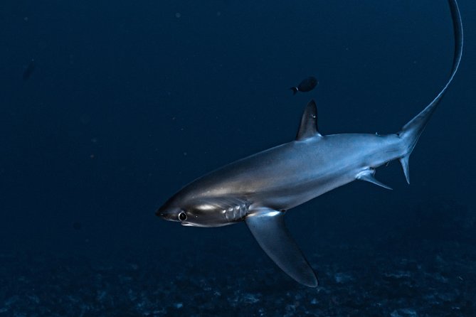 5 Fun Dives in Nusa Lembongan (for certified divers) - Swim with a Mola Mola - Why five sessions work well around Lembongan