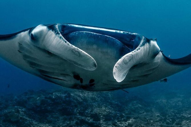 5 Fun Dives in Nusa Lembongan (for certified divers) - Swim with a Mola Mola - Mangrove Point near Nusa Lembongan