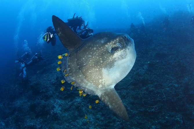 5 Fun Dives in Nusa Lembongan (for certified divers) - Swim with a Mola Mola - Toyapakeh adds another Nusa Penida setting