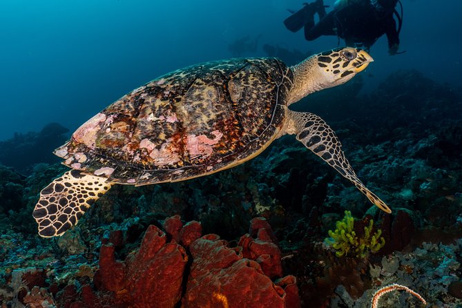5 Fun Dives in Pemuteran (for certified divers) - Exploration in Menjangan Park - Why Menjangan Island makes this a two-day outing