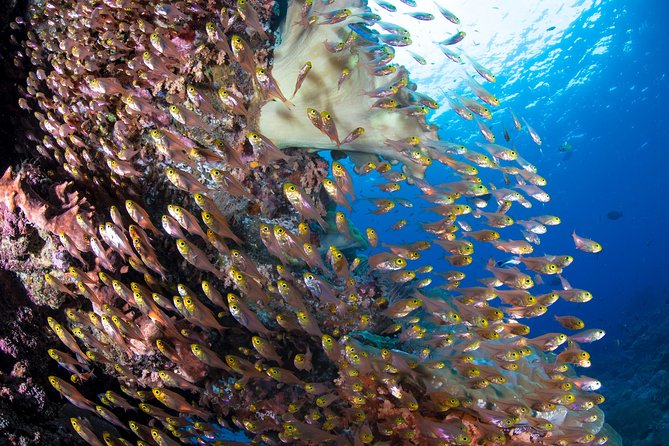 5 Fun Dives in Pemuteran (for certified divers) - Exploration in Menjangan Park - Who can book the five-session package