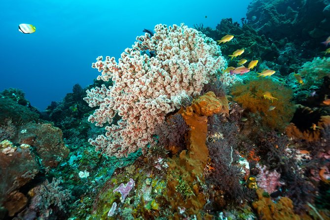 5 Fun Dives in Pemuteran (for certified divers) - Exploration in Menjangan Park - Is $180.56 a fair price?