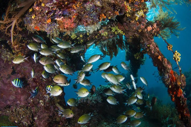 5 Fun Dives in Tulamben (for certified divers) - Discover famous diving sites - Macro sessions reward patience