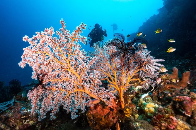 5 Fun Dives in Tulamben (for certified divers) - Discover famous diving sites - Equipment, instruction, and comfort on land