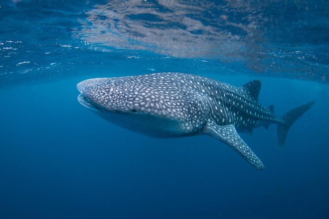 7 Fun Dives in Nusa Lembongan (for certified divers) - Premium Value Package - Toyapakeh: one of Nusa Penida’s well-known sites