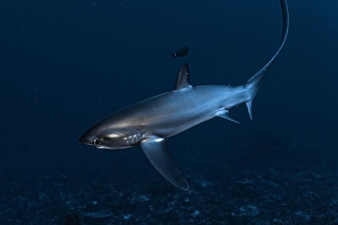 7 Fun Dives in Nusa Lembongan (for certified divers) - Premium Value Package - What the staff and equipment mean for you