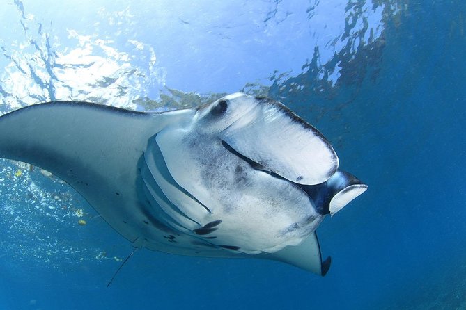 7 Fun Dives in Nusa Lembongan (for certified divers) - Premium Value Package - Crystal Bay: clear water and the Mola Mola possibility