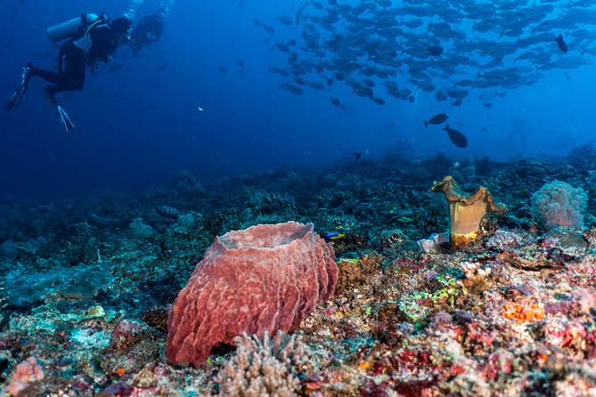 7 Fun Dives in Pemuteran (for certified divers) - Exploration in Menjangan Park - The guides make a real difference