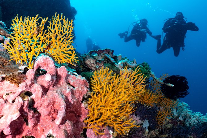 7 Fun Dives in Pemuteran (for certified divers) - Exploration in Menjangan Park - Certification and the refresher rule