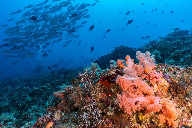 7 Fun Dives in Pemuteran (for certified divers) - Exploration in Menjangan Park - The price: good value for committed scuba time
