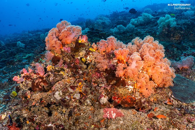 7 Fun Dives in Pemuteran (for certified divers) - Exploration in Menjangan Park - What the day is really like