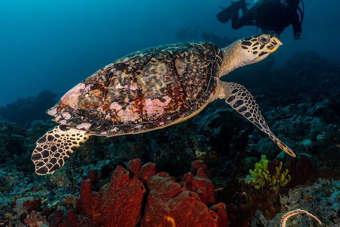 7 Fun Dives in Pemuteran (for certified divers) - Exploration in Menjangan Park - What you may see at the named sites