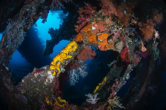 7 Fun Dives in Tulamben (for certified divers) - Premium Value Package - Is $217.45 good value?