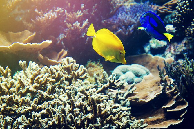 (ALL- IN) Bali Snorkeling Blue Lagoon with Waterfall Visit - Tanjung Jepun and its shallow water