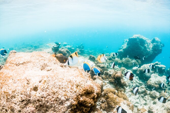 All Inclusive Bali Blue Lagoon and Tanjung Jepun Snorkeling - Two hours in the water, not six