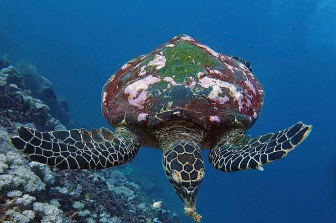 All Inclusive Bali Scuba Diving at Tulamben with Lunch -Transport - Who will get the most from this experience?