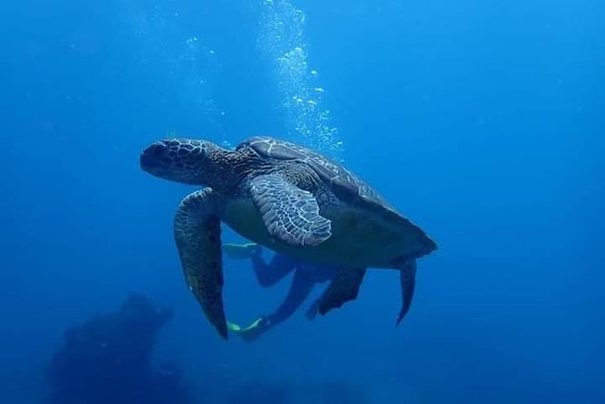 All Inclusive Bali Scuba Diving at Tulamben with Lunch -Transport - Leaving Ubud or the southern resorts