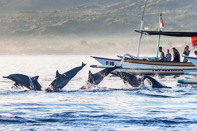 All inclusive Lovina Dolphins Sunrise tour, Waterfall & Temple - Should you book the Lovina dolphin and temple tour?