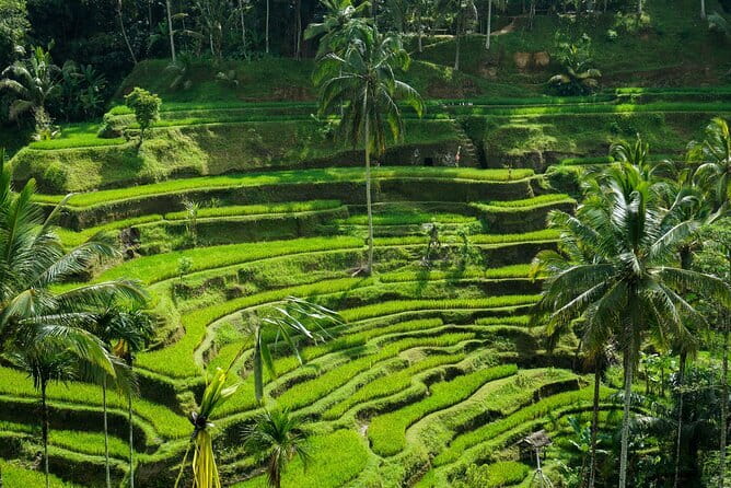 All Inclusive of Ubud Top Attraction - Sacred Monkey Forest: temples among the macaques