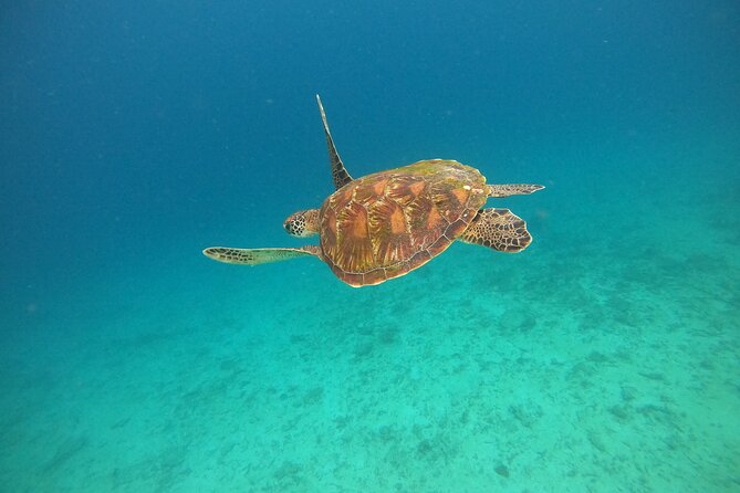 All Inclusive Snorkeling at Blue Lagoon with Lunch - Two snorkel sites instead of one