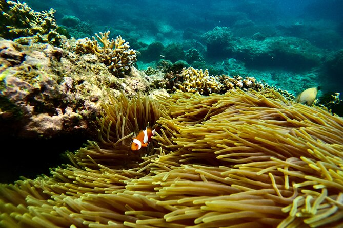 All Inclusive Snorkeling at Blue Lagoon with Lunch - Tanjung Jepun brings a second chance