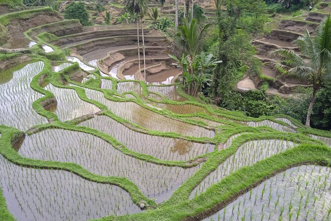 [All Inclusive] The Soul of Bali: Temples, Art & Traditions Tour - Private guides named Komang and Wayan