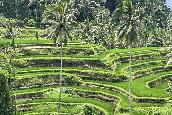All Inclusive Ubud Cultural and Natural Highlights Tour - Why this private Ubud route works from Seminyak