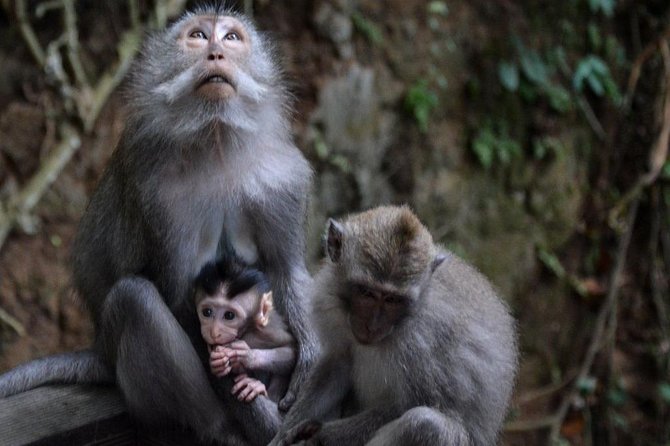 All-Inclusive Ubud Private Tour - Why this Ubud day works for first-time visitors