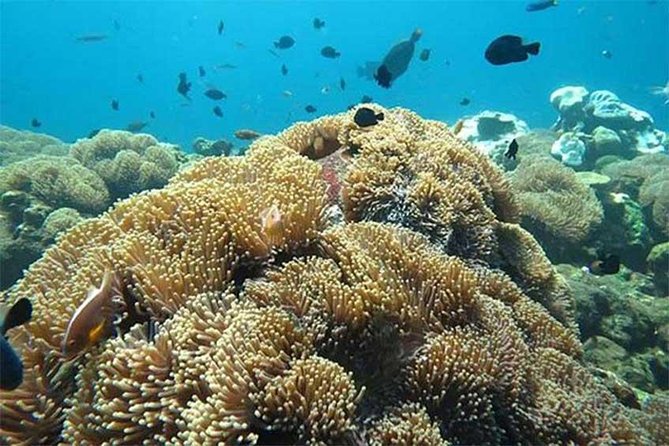 All Ticket Inclusive-Blue Lagoon Snorkeling-Ubud Monkey Forest & Ubud Waterfall - Sacred Monkey Forest Sanctuary in Ubud
