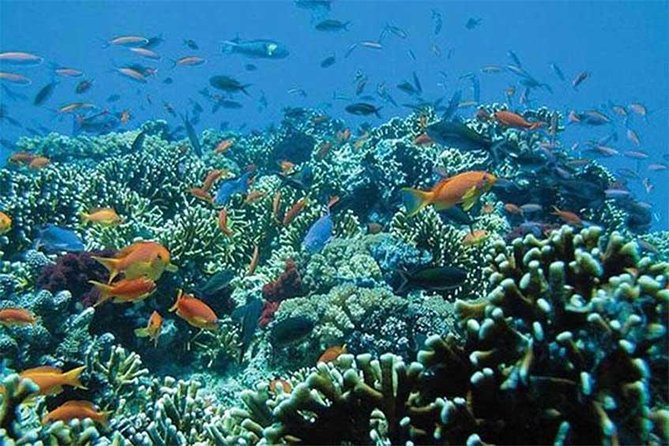 All Ticket Inclusive-Blue Lagoon Snorkeling-Ubud Monkey Forest & Ubud Waterfall - Who should book this Bali day trip?