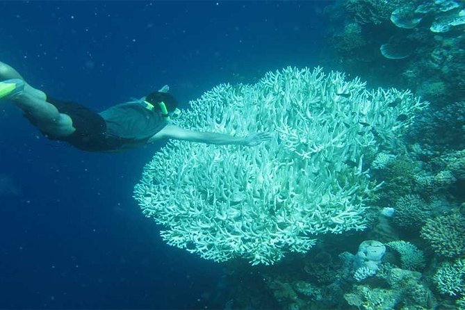 All Ticket Inclusive-Blue Lagoon Snorkeling-Ubud Monkey Forest & Ubud Waterfall - What the $51 price really covers