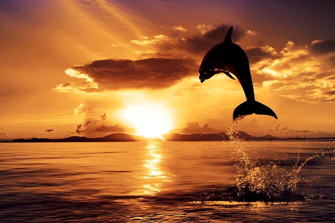 Amazing Bali Dolphin Watching Trip Experience - The 3:00 am start changes the value equation