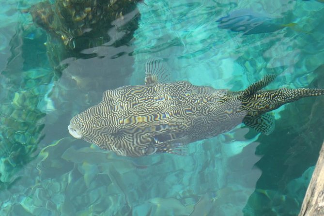 Amazing Blue Lagoon Snorkeling with Private Hotel Transfer - Lunch, Showers, and a Practical Finish