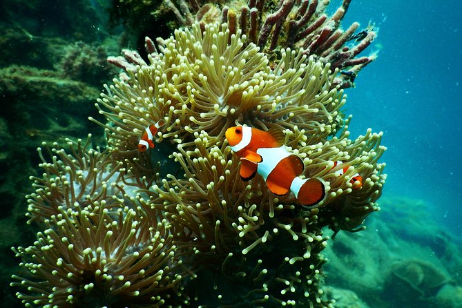 Amazing Blue Lagoon Snorkeling with Private Hotel Transfer - What the Private Transfer Is Worth