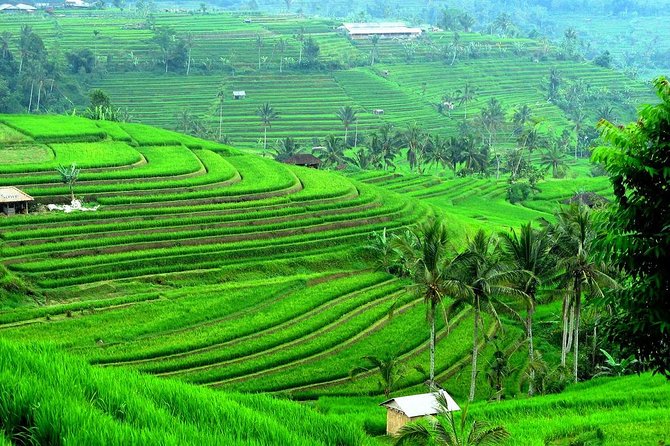 Ancient Temples and Jatiluwih Rice Terrace Private Tour - Coffee, Beratan Lake, and Ulun Danu