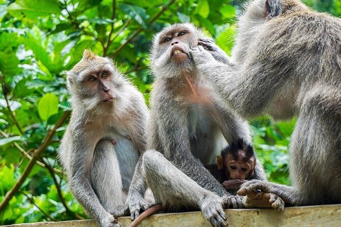 ATV Ride & Ubud Tour - Lunch gives the day a useful pause